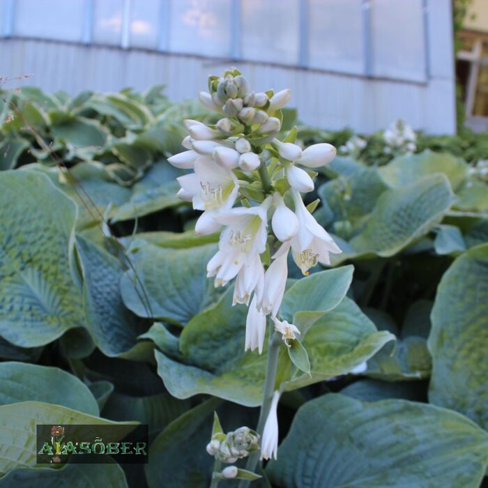 Hosta 'Abiqua Drinking Gourd' - Image 3