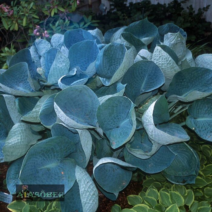 Hosta 'Abiqua Drinking Gourd' - Image 4