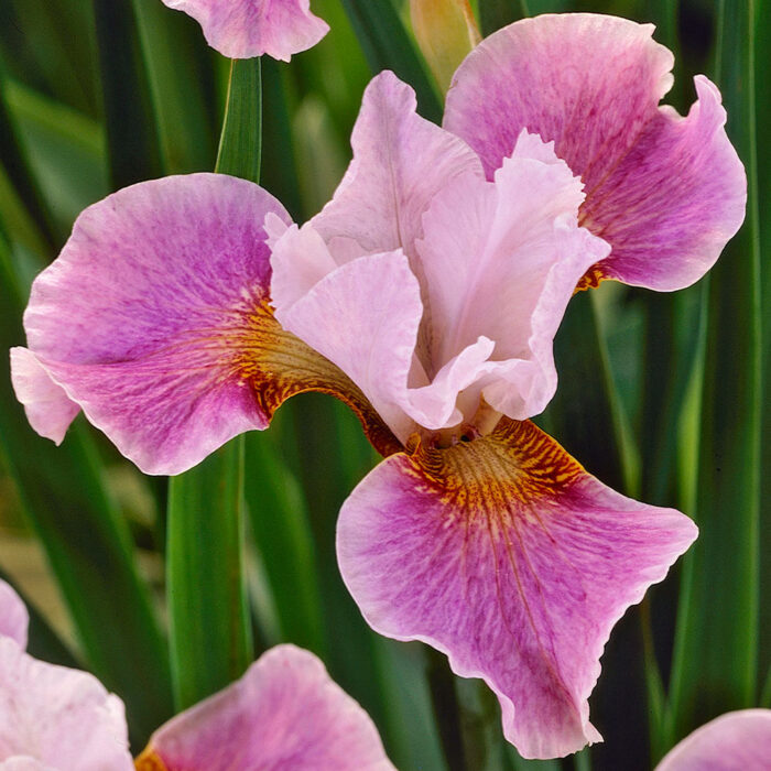 Siberi iiris 'Dance Ballerina Dance'