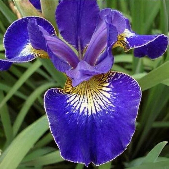 Siberi iiris 'Golden Edge'