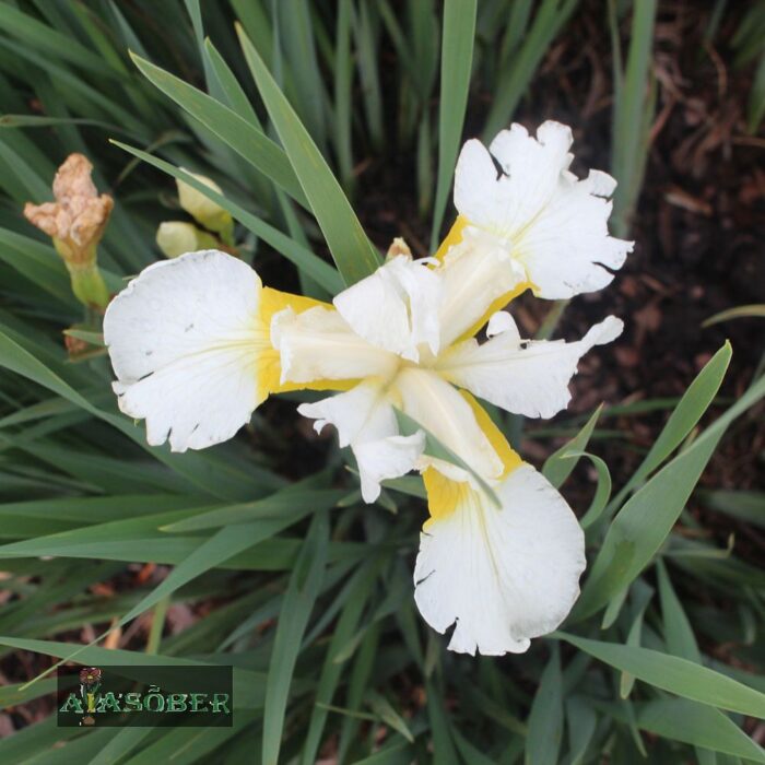 Siberi iiris 'Gull's Wing'