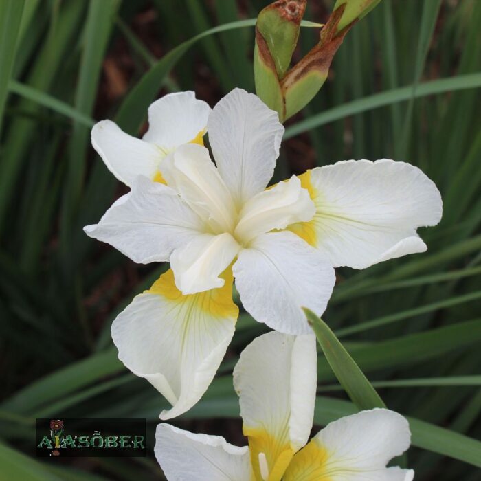 Siberi iiris 'Gull's Wing' - Image 2