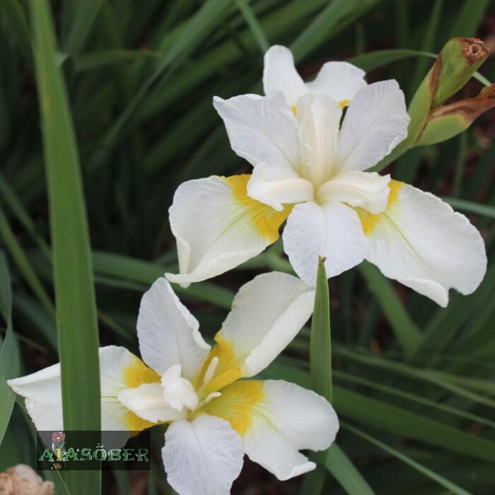 Siberi iiris 'Gull's Wing' - Image 3