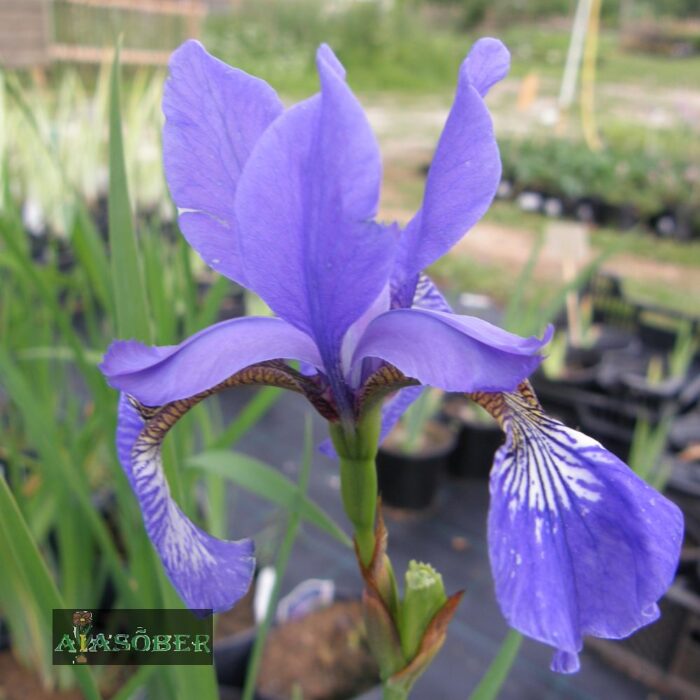 Siberi iiris 'Caesar's Brother' - Image 2