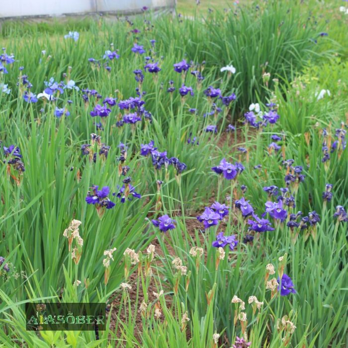 Siberi iiris 'Caesar's Brother' - Image 3