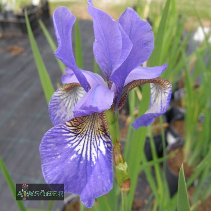 Siberi iiris 'Caesar's Brother' - Image 4