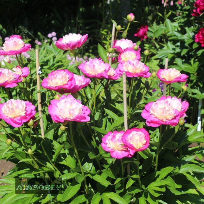 Aedpojeng 'Bowl of Beauty' - Image 4