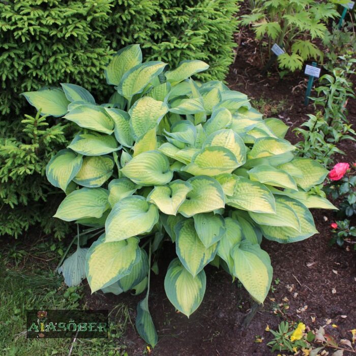 Hosta 'Paul's Glory'