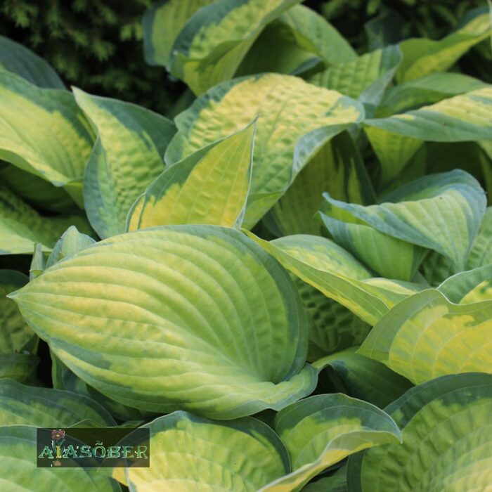 Hosta 'Paul's Glory' - Image 2