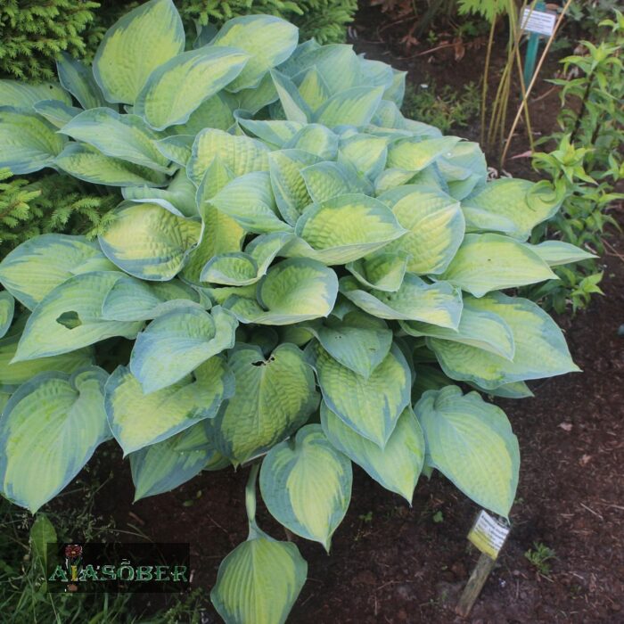 Hosta 'Paul's Glory' - Image 3