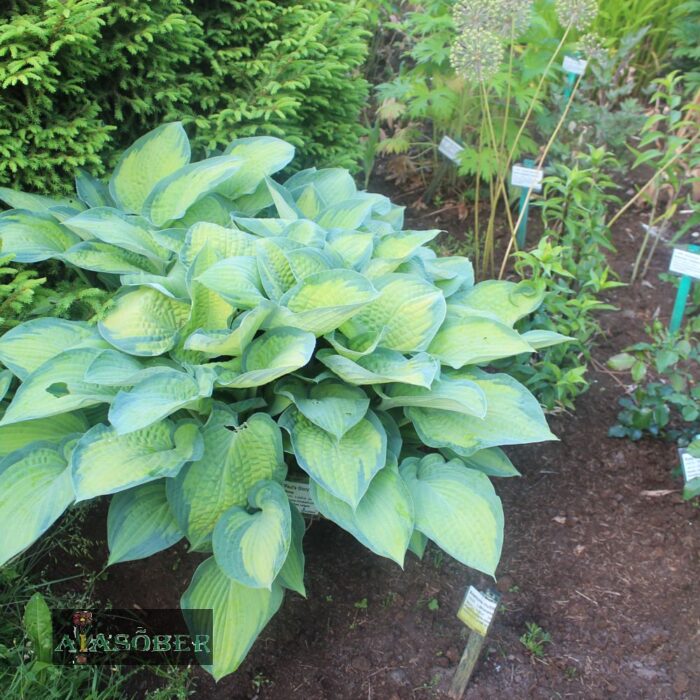 Hosta 'Paul's Glory' - Image 4