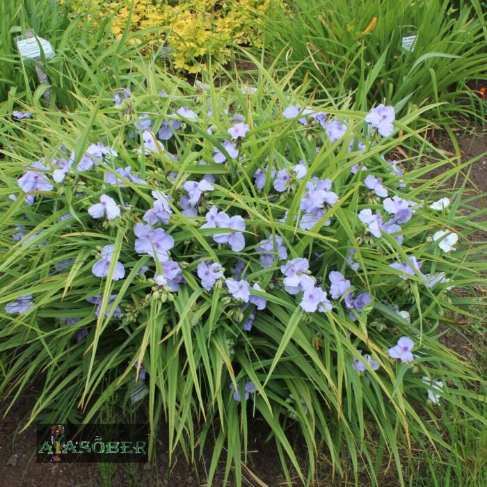 Andersoni tradeskantsia 'Ocean Blue'