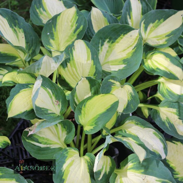 Hosta 'Colored Hulk'