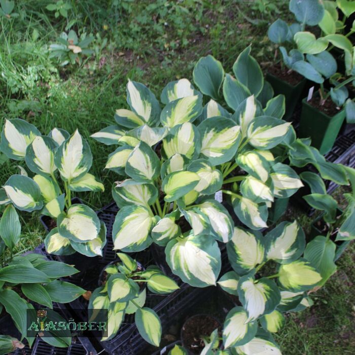 Hosta 'Colored Hulk' - Image 2