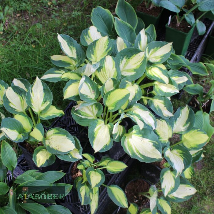 Hosta 'Colored Hulk' - Image 3