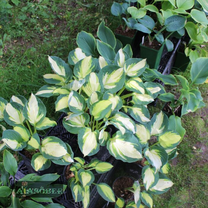 Hosta 'Colored Hulk' - Image 4