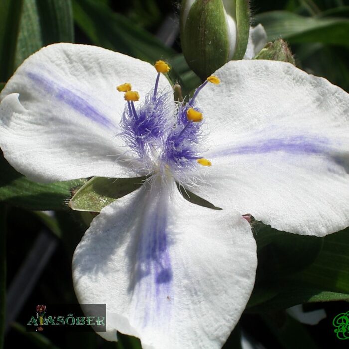 Andersoni tradeskantsia 'Osprey'