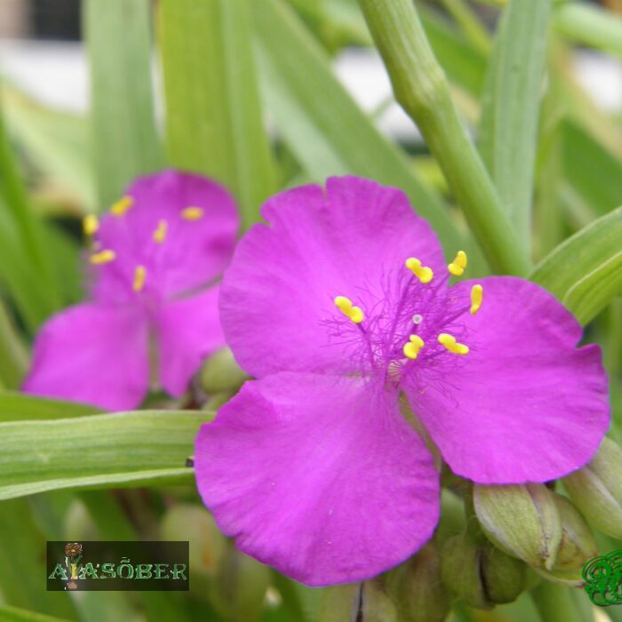 Andersoni tradeskantsia 'Red Grape'