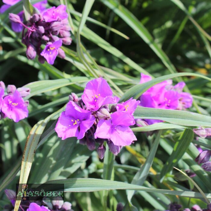 Andersoni tradeskantsia 'Red Grape' - Image 2