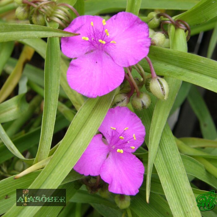 Andersoni tradeskantsia 'Red Grape' - Image 3