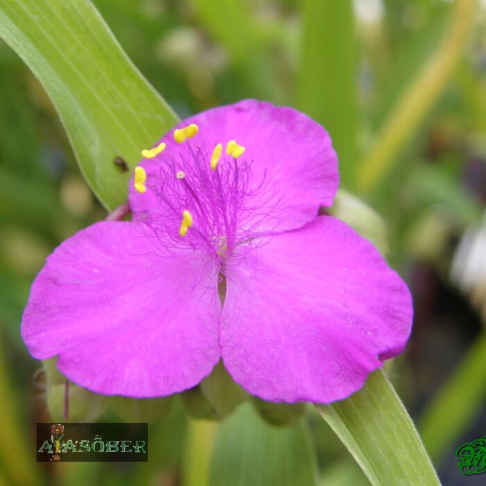 Andersoni tradeskantsia 'Red Grape' - Image 4