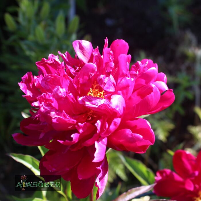 Aedpojeng 'Red Sarah Bernhardt'