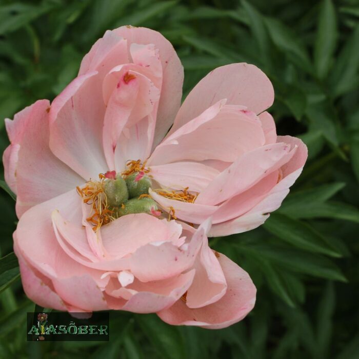 Aedpojeng 'Pink Hawaiian Coral' - Image 3