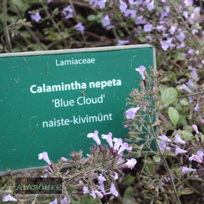 Naiste-kivimünt 'Blue Cloud' - Image 4