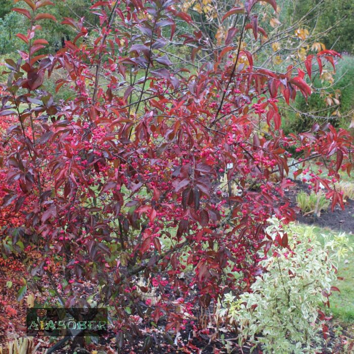 Harilik kikkapuu 'Red Cascade'