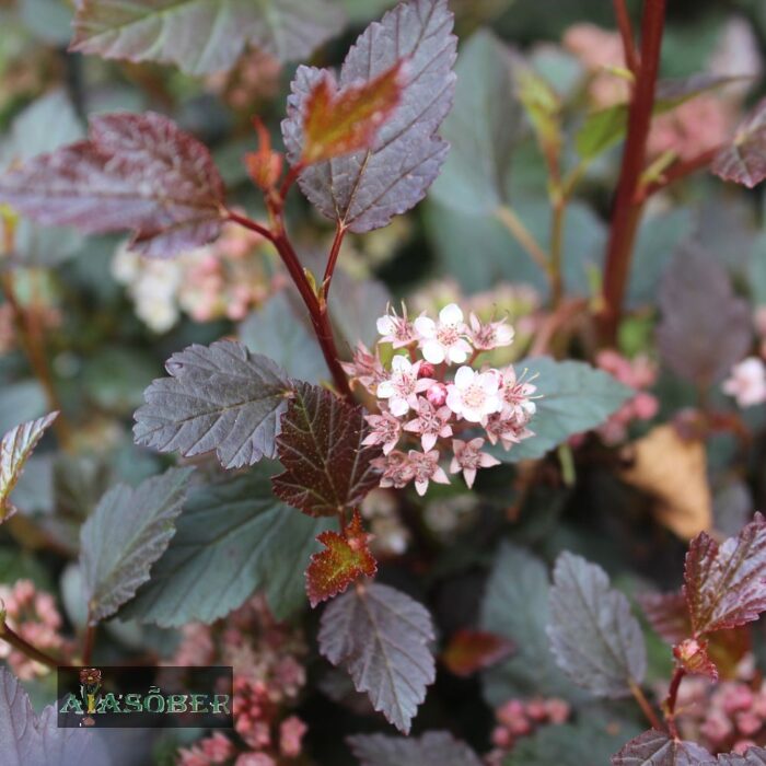 Lodjapuulehine põisenelas 'Little Joker'