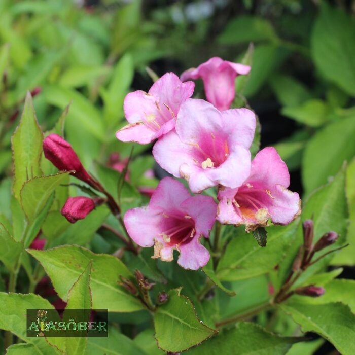 Varajane veigela 'Bouquet Rose'