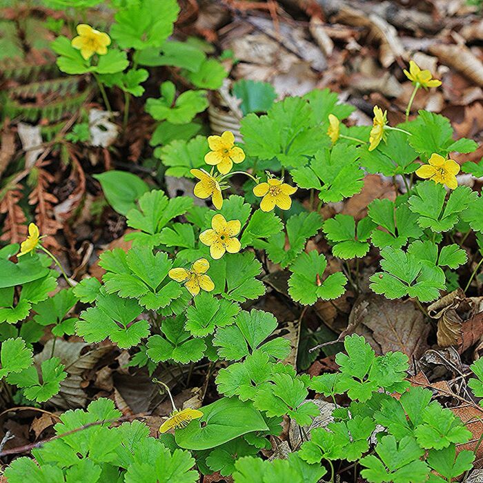 Siberi valdsteinia