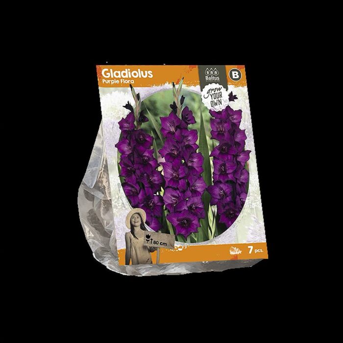 Aedgladiool 'Purple Flora' 7 tk pakis - Image 2