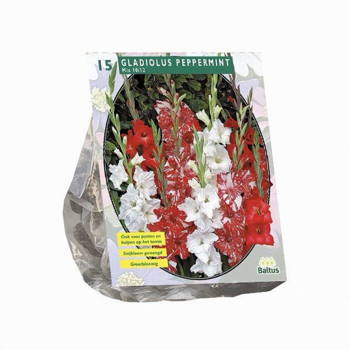 Aedgladiool 'Peppermint' Segu 15 tk pakis