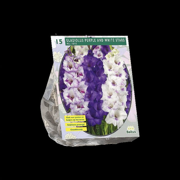 Aedgladiool 'Purple and White Stars' Segu 15 tk pakis