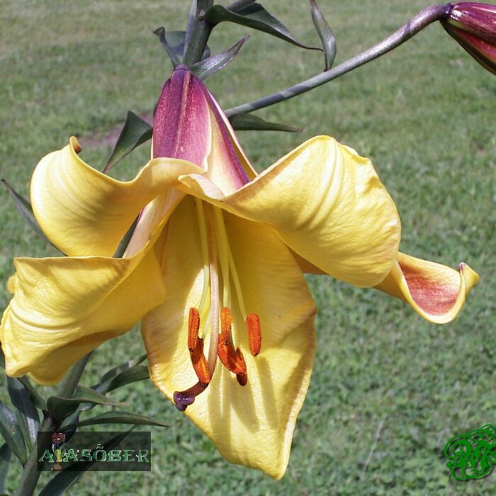 Trompetliilia  'Golden Splendor'