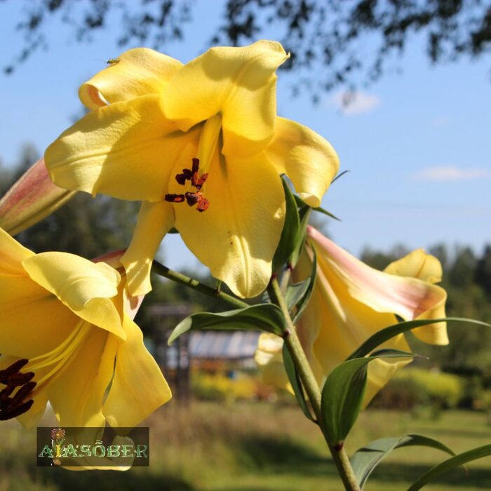 Trompetliilia  'Golden Splendor' - Image 4