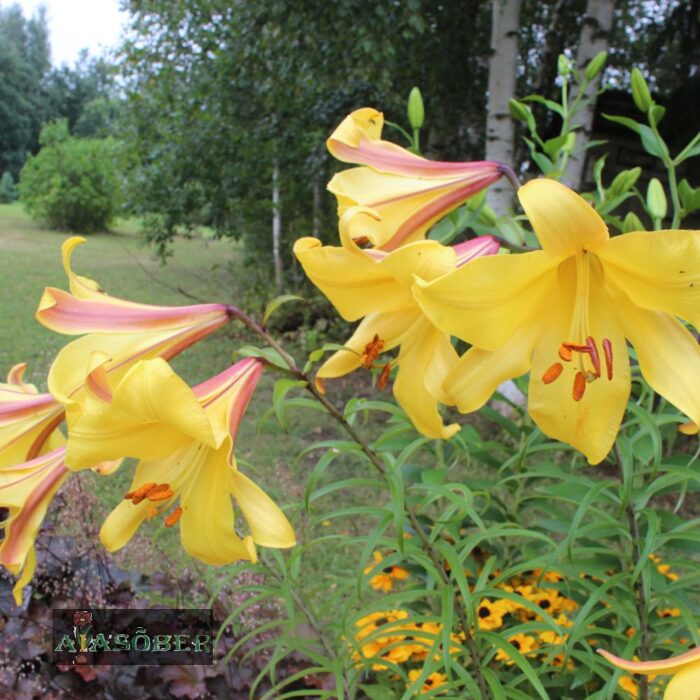 Trompetliilia  'Golden Splendor' - Image 3