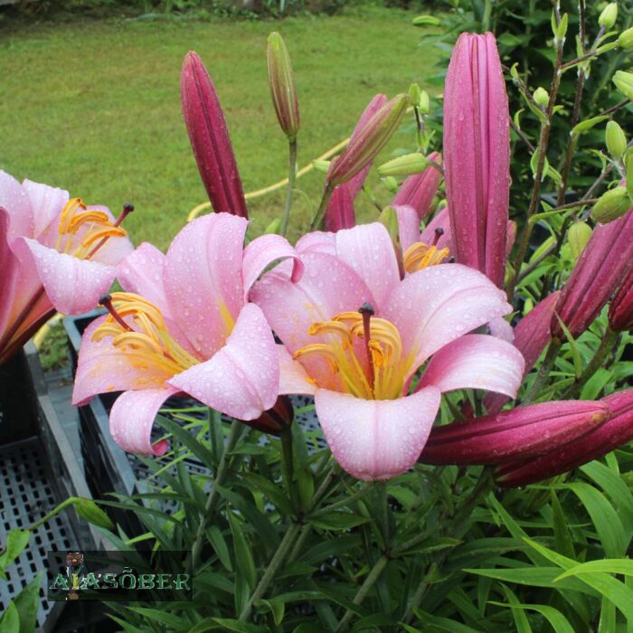 Trompetliilia  'Pink Planet'