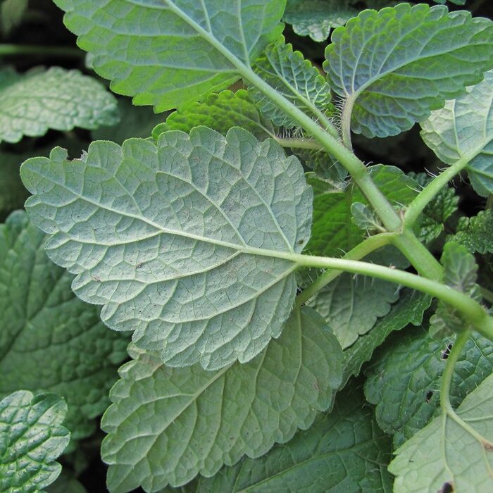 Sidrunmeliss 'Lemon Balm' - Image 4