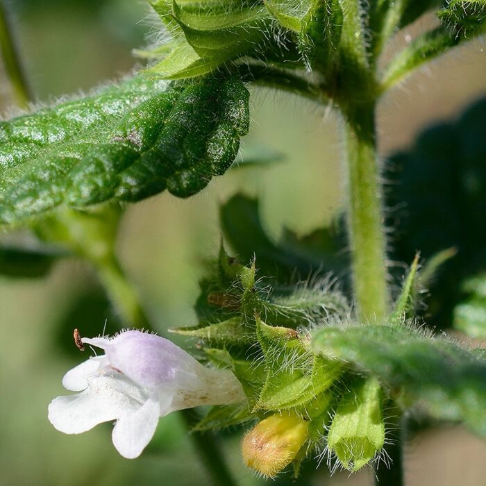 Sidrunmeliss 'Lemon Balm' - Image 3