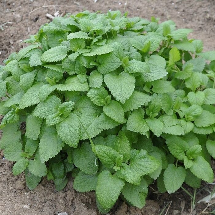 Sidrunmeliss 'Lemon Balm' - Image 2