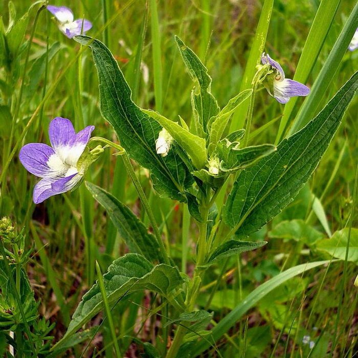 Kõrge kannike, liik - Image 2