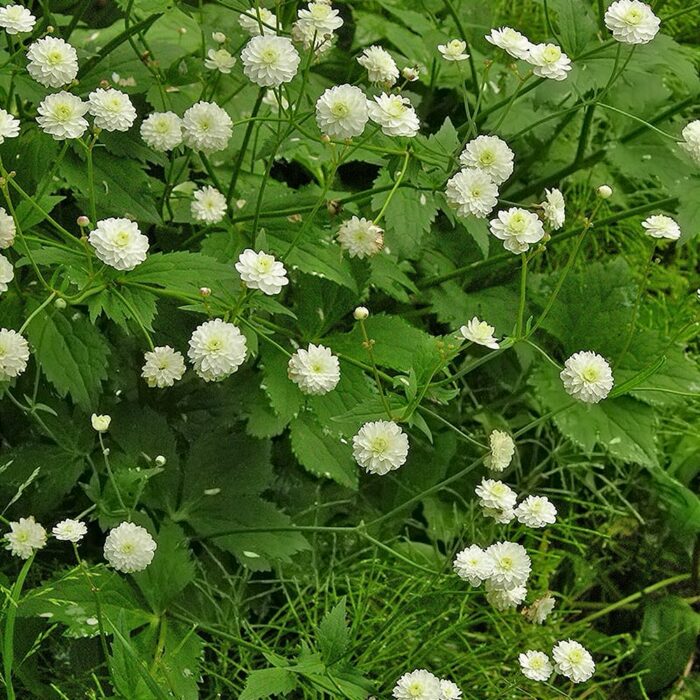 Käoking-tulikas 'Pleniflorus'