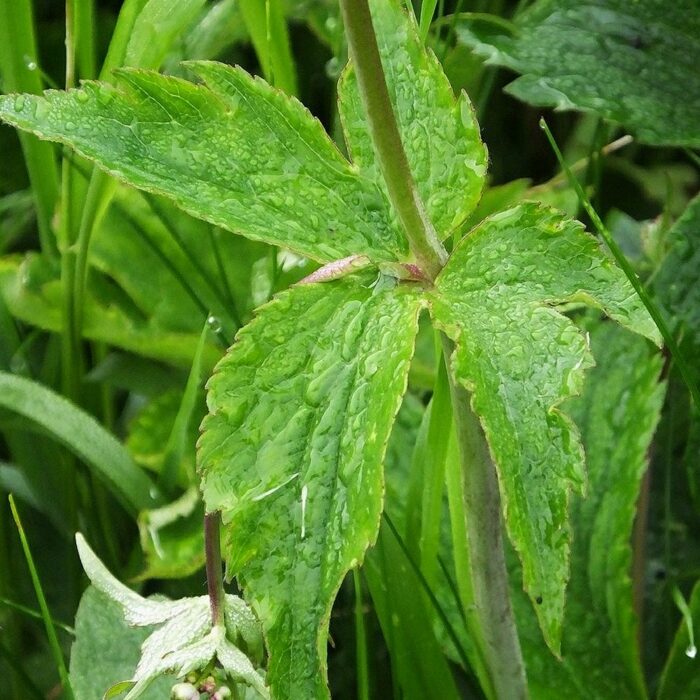 Käoking-tulikas 'Pleniflorus' - Image 2