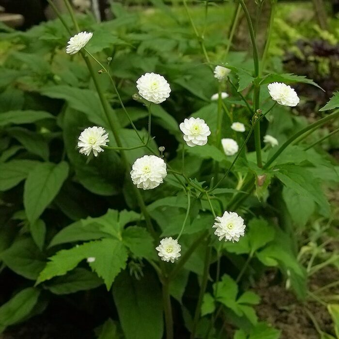 Käoking-tulikas 'Pleniflorus' - Image 3