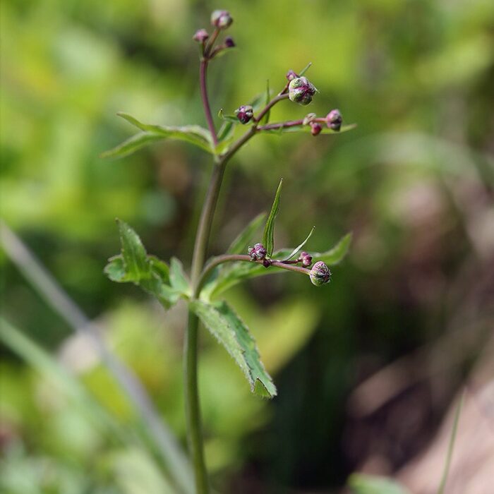 Käoking-tulikas 'Pleniflorus' - Image 4