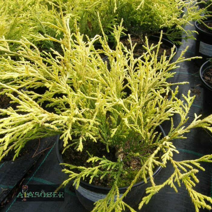 Mägi-ebaküpress 'Filifera Aurea'