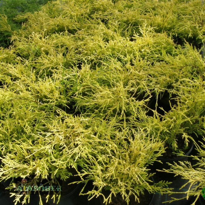 Mägi-ebaküpress 'Filifera Aurea' - Image 2