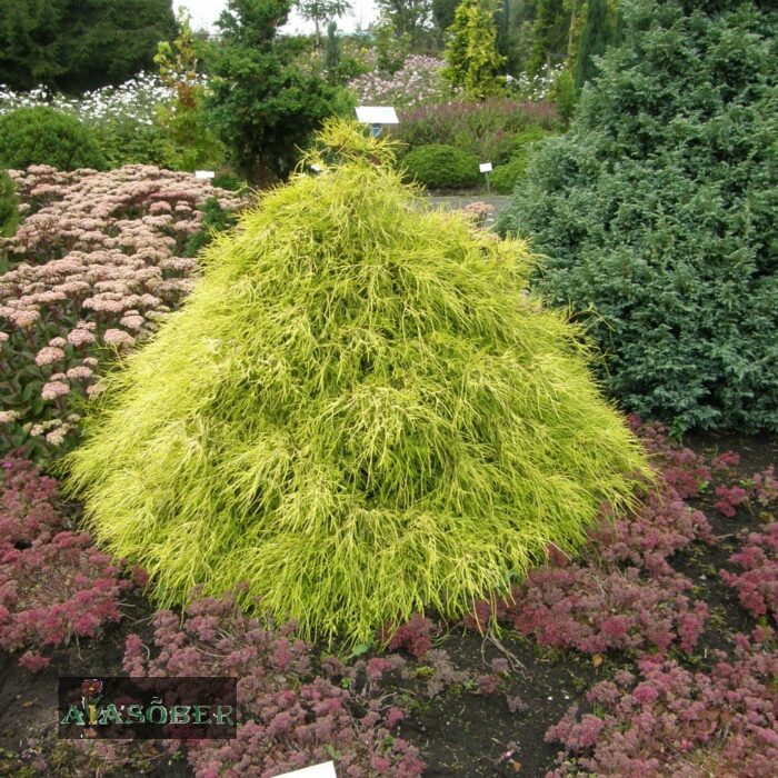 Mägi-ebaküpress 'Filifera Aurea' - Image 4